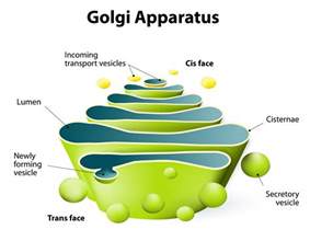 golgi body diagram labeled 